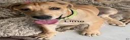 Great Dane dogs for sale: Lime - Ad 2