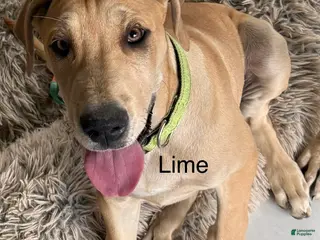 Great Dane dogs Lime - Ad 10