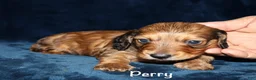 Miniature Dachshund dogs for sale: Perry - Ad 1