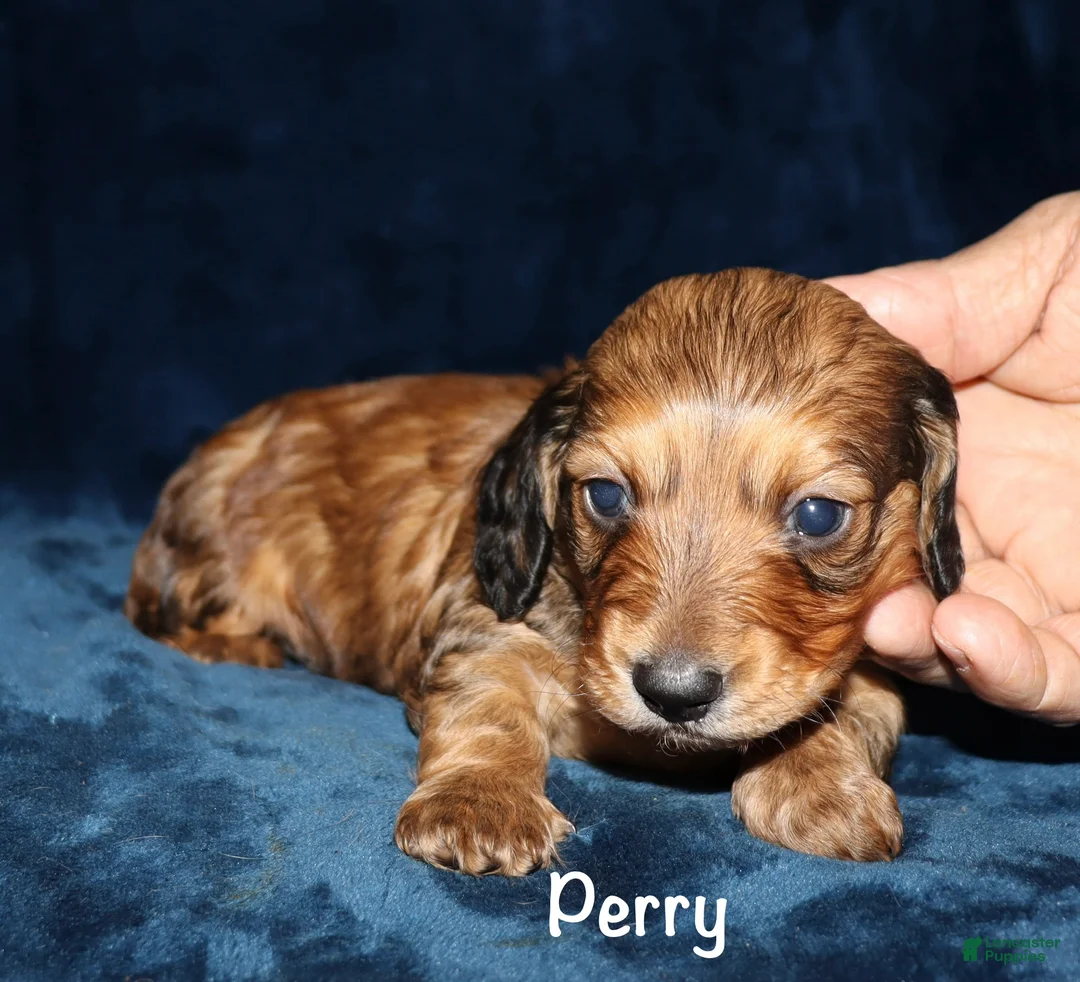 Miniature Dachshund dogs for sale: Perry - Ad 1