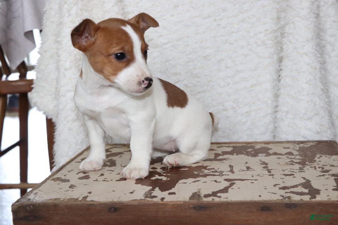 Jack Russell Terrier dogs for sale: Butterscotch - Ad 4