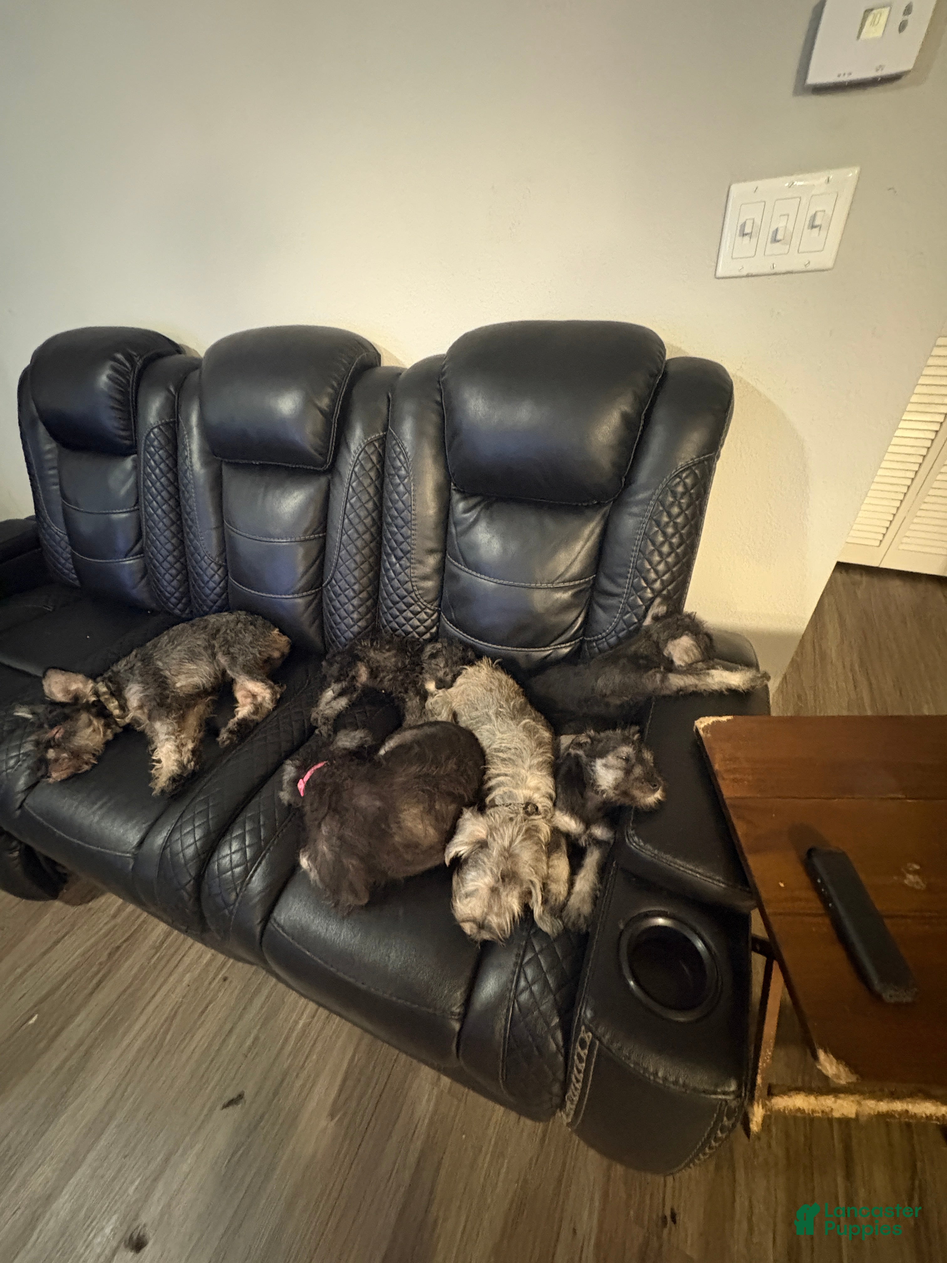 Miniature Schnauzer dogs for sale: Miniature Schnauzer Puppy 3 - Ad 2