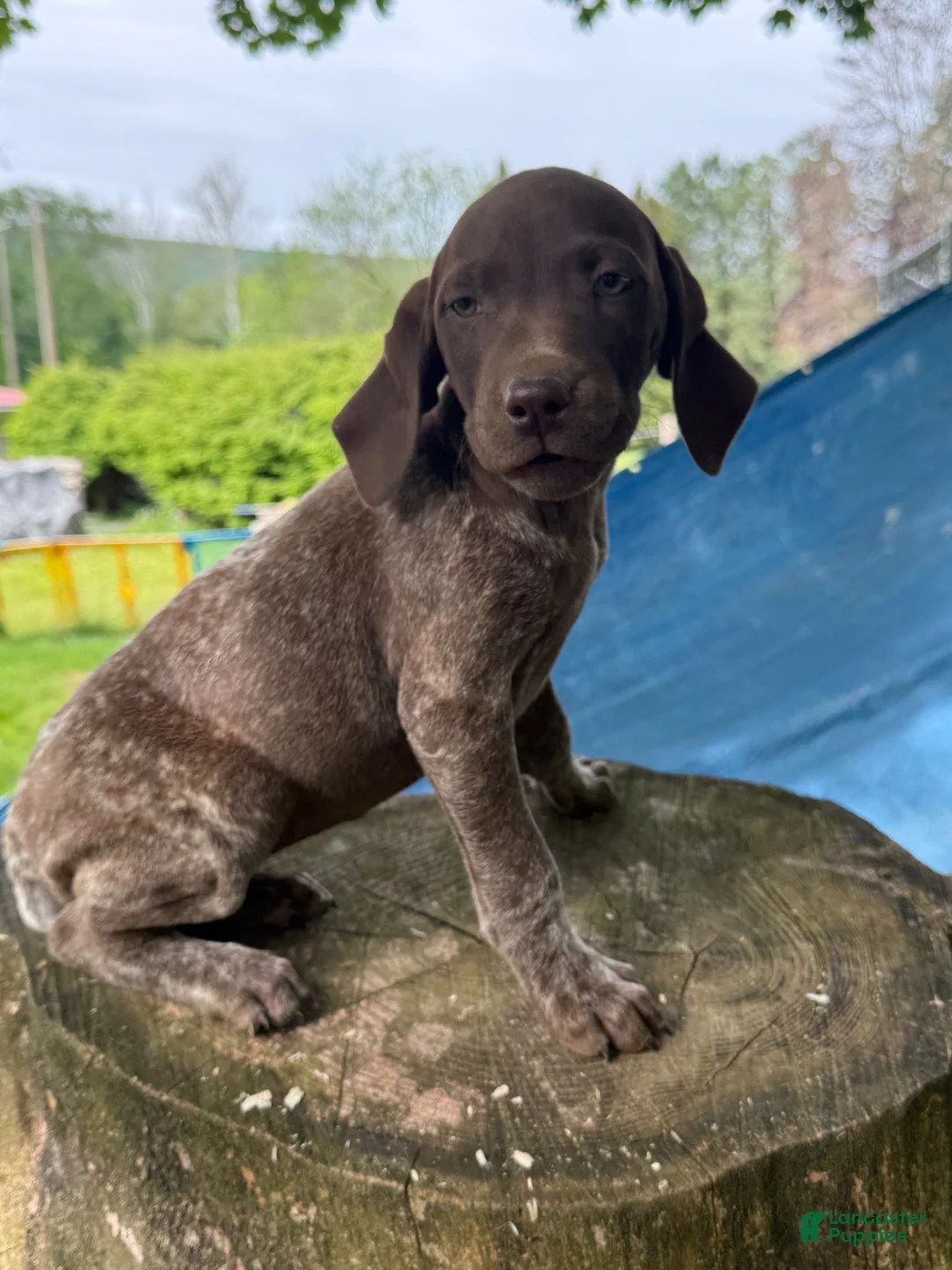 German Shorthaired Pointer dogs for sale: Ginny - Ad 1