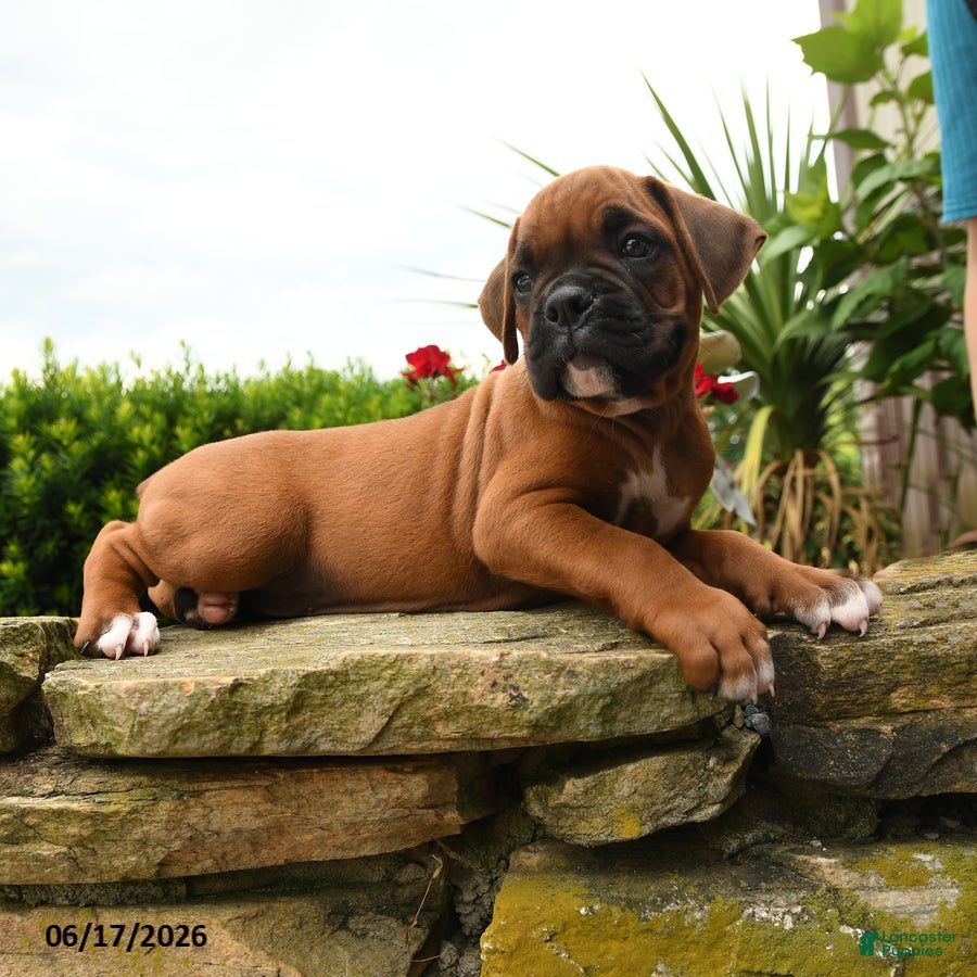 Boxer dogs Thomas - Ad 2