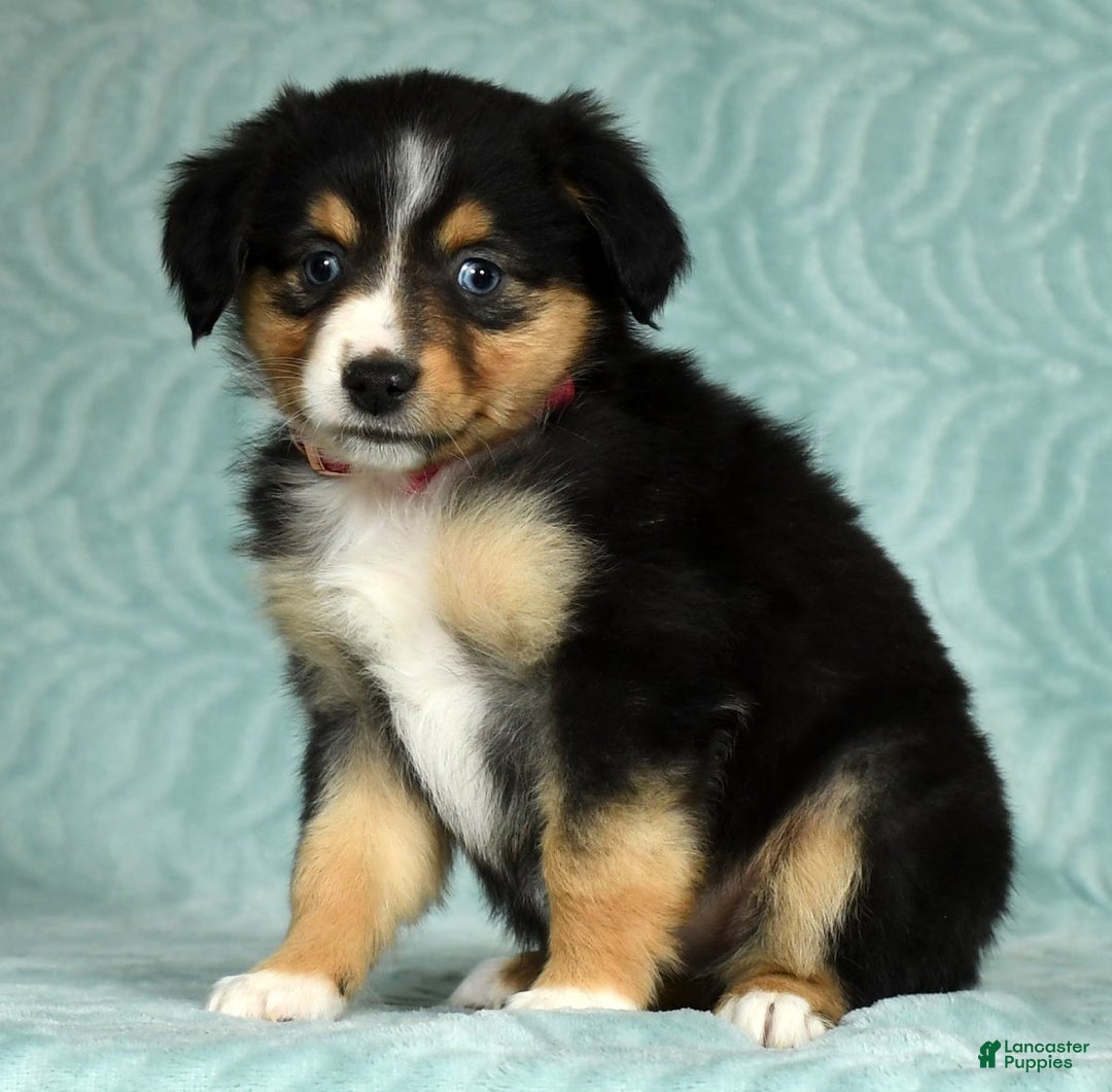 Australian Shepherd dogs for sale: Maggie - Ad 6