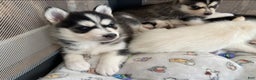 Pomsky dogs for sale: Snow White  - Ad 2