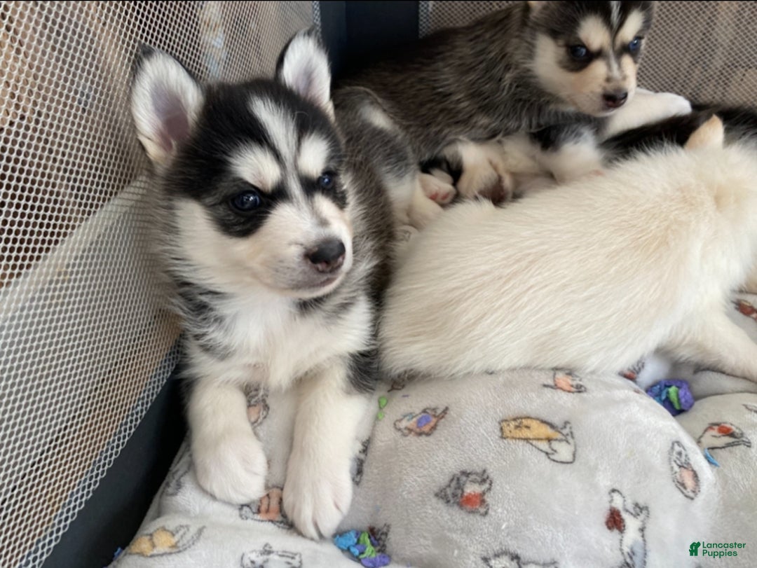 Pomsky dogs for sale: Snow White  - Ad 2