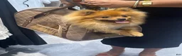 Pomeranian dogs for stud: STUD FOR USE - Ad 4