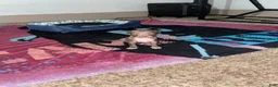 Mixed Breed dogs for sale: Boy 6 - Ad 1