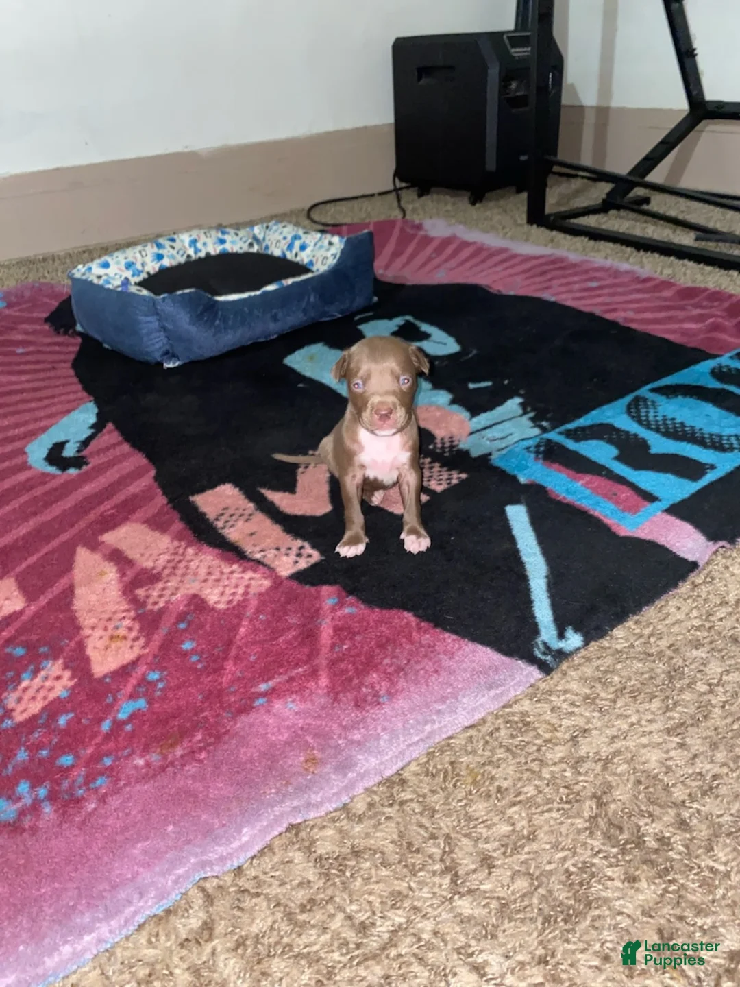 Mixed Breed dogs for sale: Boy 6 - Ad 1