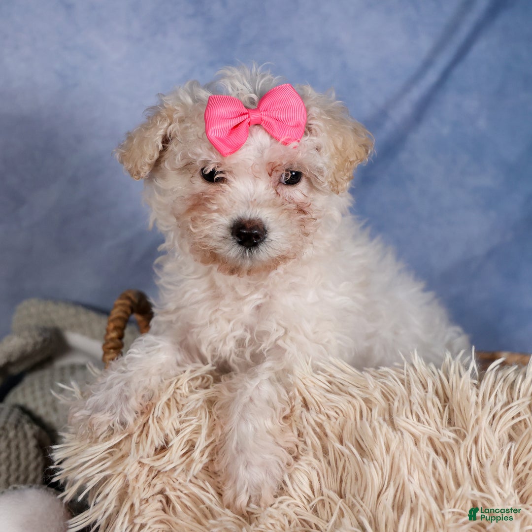 Yochon dogs for sale: NANA - Ad 11