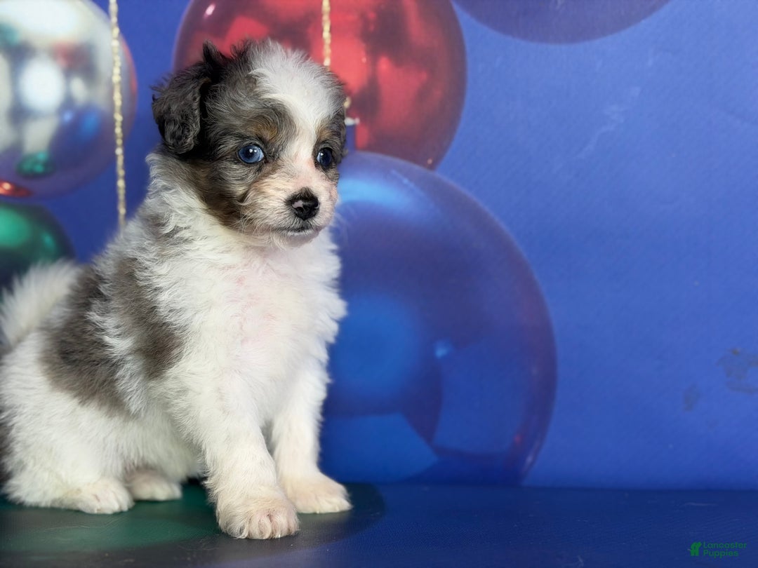 Pomapoo dogs for sale: Cookie - Ad 7