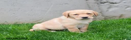 Labrador Retriever dogs for sale: Ellie - Ad 4