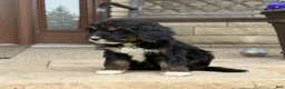 Bernedoodle dogs for sale: Bernedoodle Puppy Hazel - Ad 5