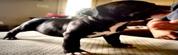 American Bully dogs for sale: American Bully Puppy 7 - Ad 1