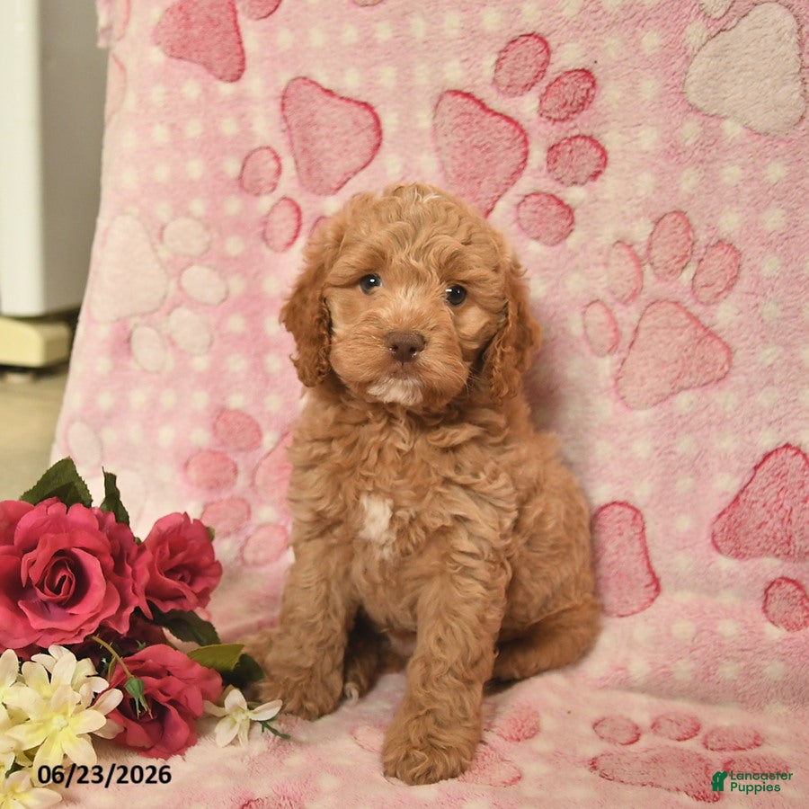 Cockapoo dogs Joziah  - Ad 2
