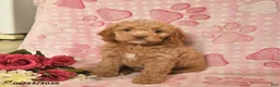 Cockapoo dogs for sale: Joziah  - Ad 2