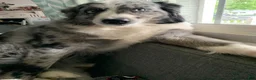 Miniature Australian Shepherd dogs for sale: Booty - Ad 8