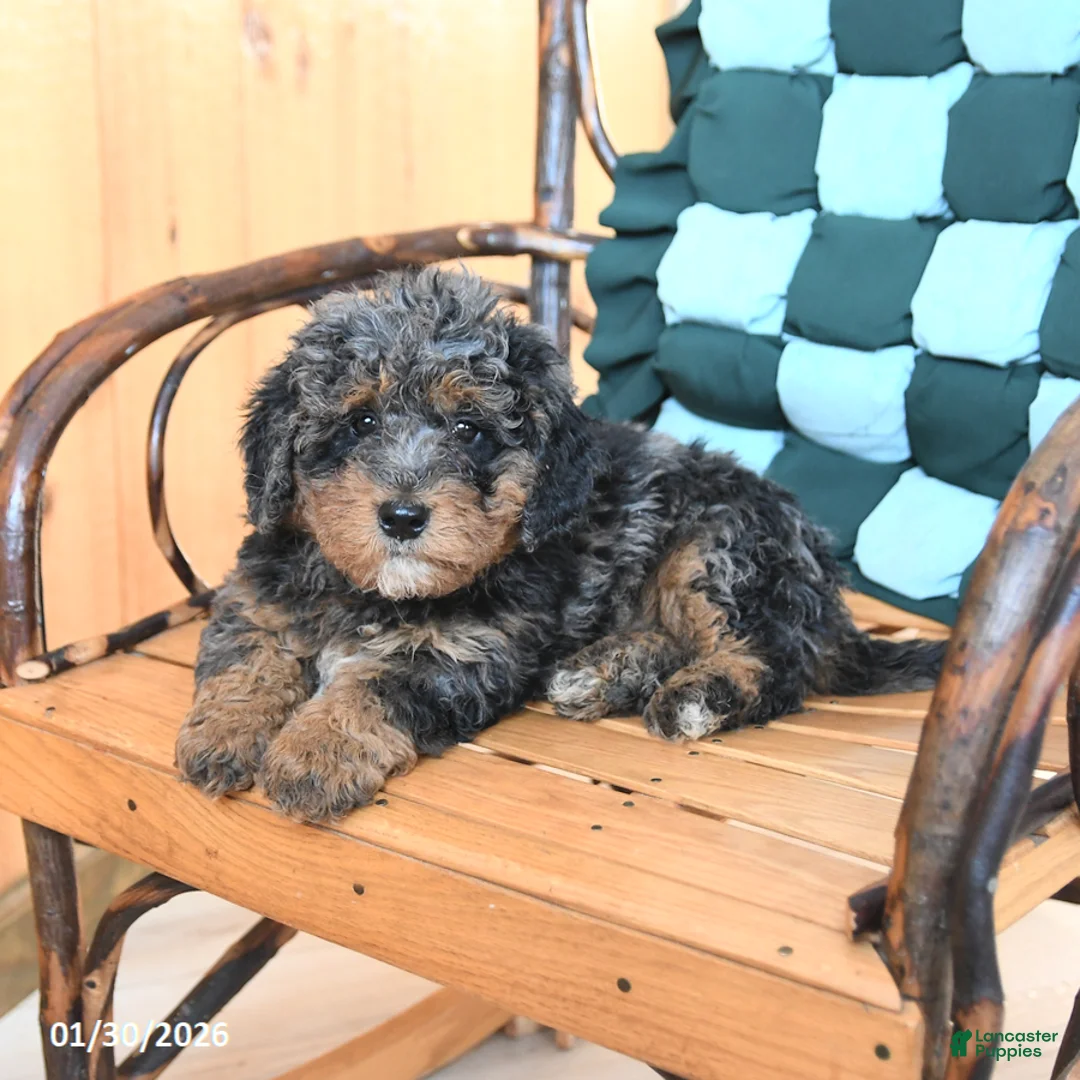 Mini Bernedoodle dogs for sale: Waffles - Ad 3