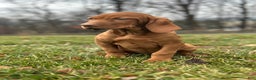 Vizsla dogs for sale: Lilly AKC - Ad 1