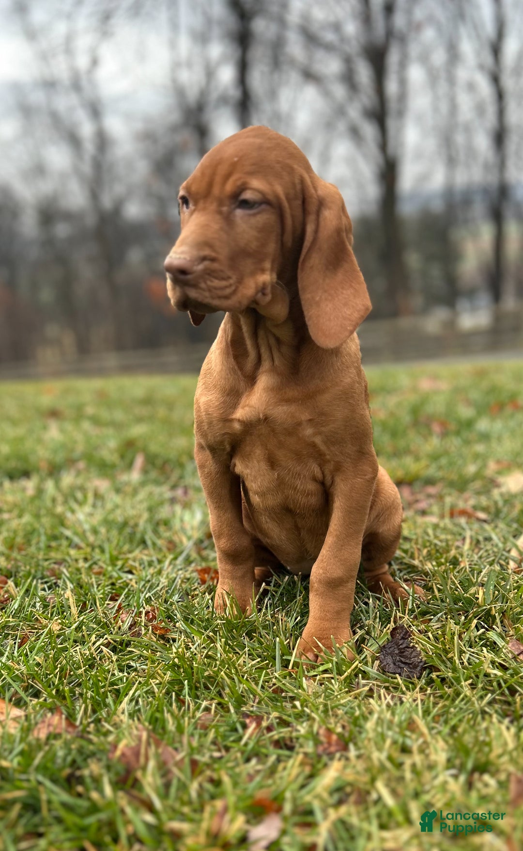 Vizsla dogs for sale: Lilly AKC - Ad 1