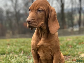 Vizsla dogs Lilly AKC - Ad 3