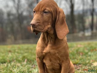Vizsla dogs Lilly AKC - Ad 15