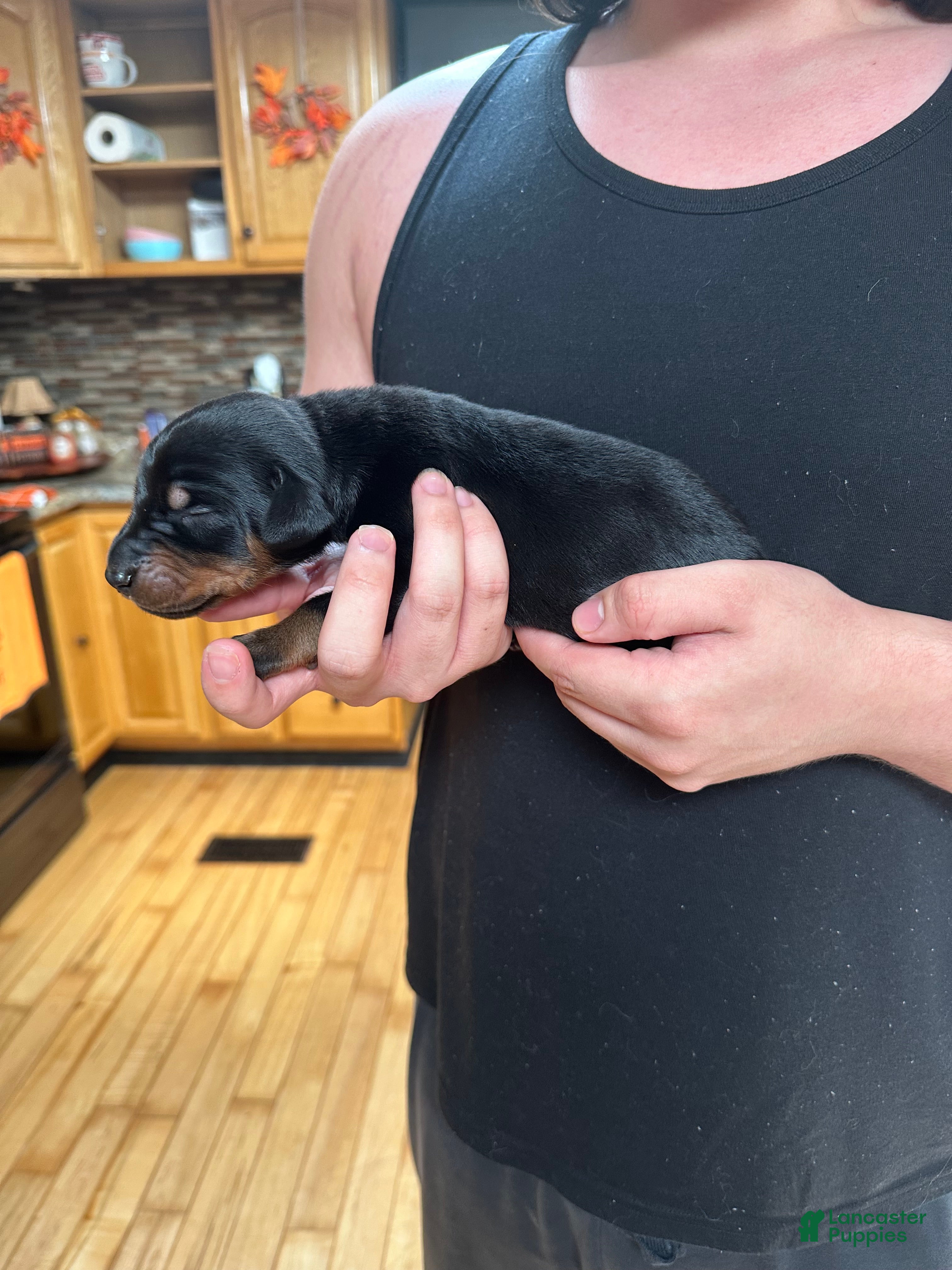 Doberman Pinscher dogs Roxy - Ad 13