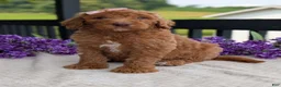 Goldendoodle dogs for sale: Miss Daisy - Ad 12