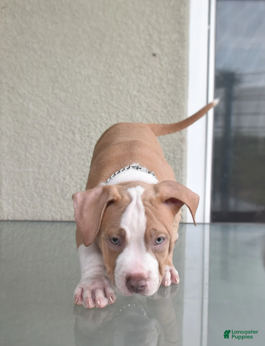 Gallery Image {{count}}