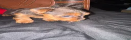 Yorkiepoo dogs for sale: Yorkiepoo 4 - Ad 3