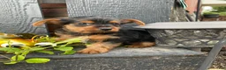 Yorkshire Terrier dogs for sale: Tommy - Ad 4