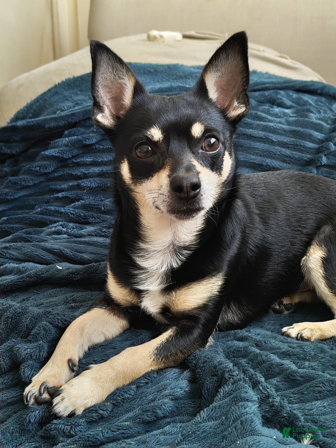 Gallery Image {{count}}