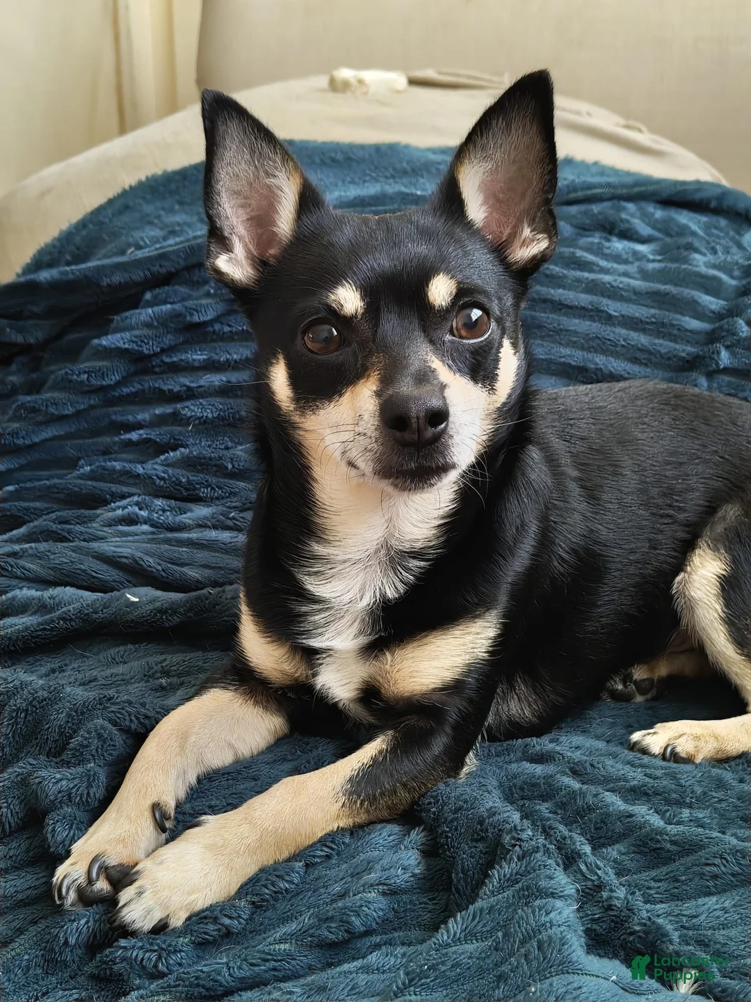 Gallery Image {{count}}