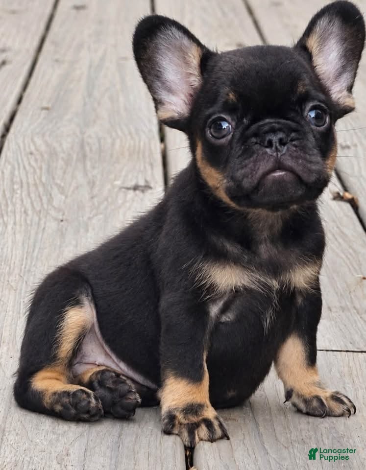 French Bulldog dogs for sale: Chocolate & Tan Girl - Ad 2
