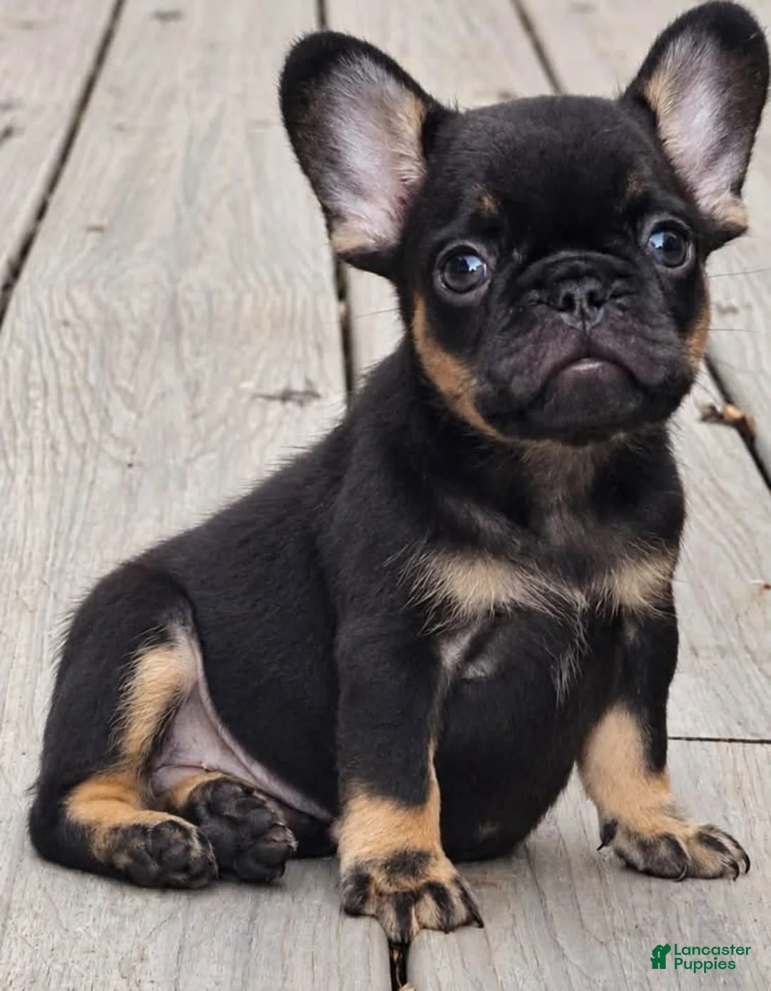 French Bulldog dogs for sale: Chocolate & Tan Girl - Ad 2