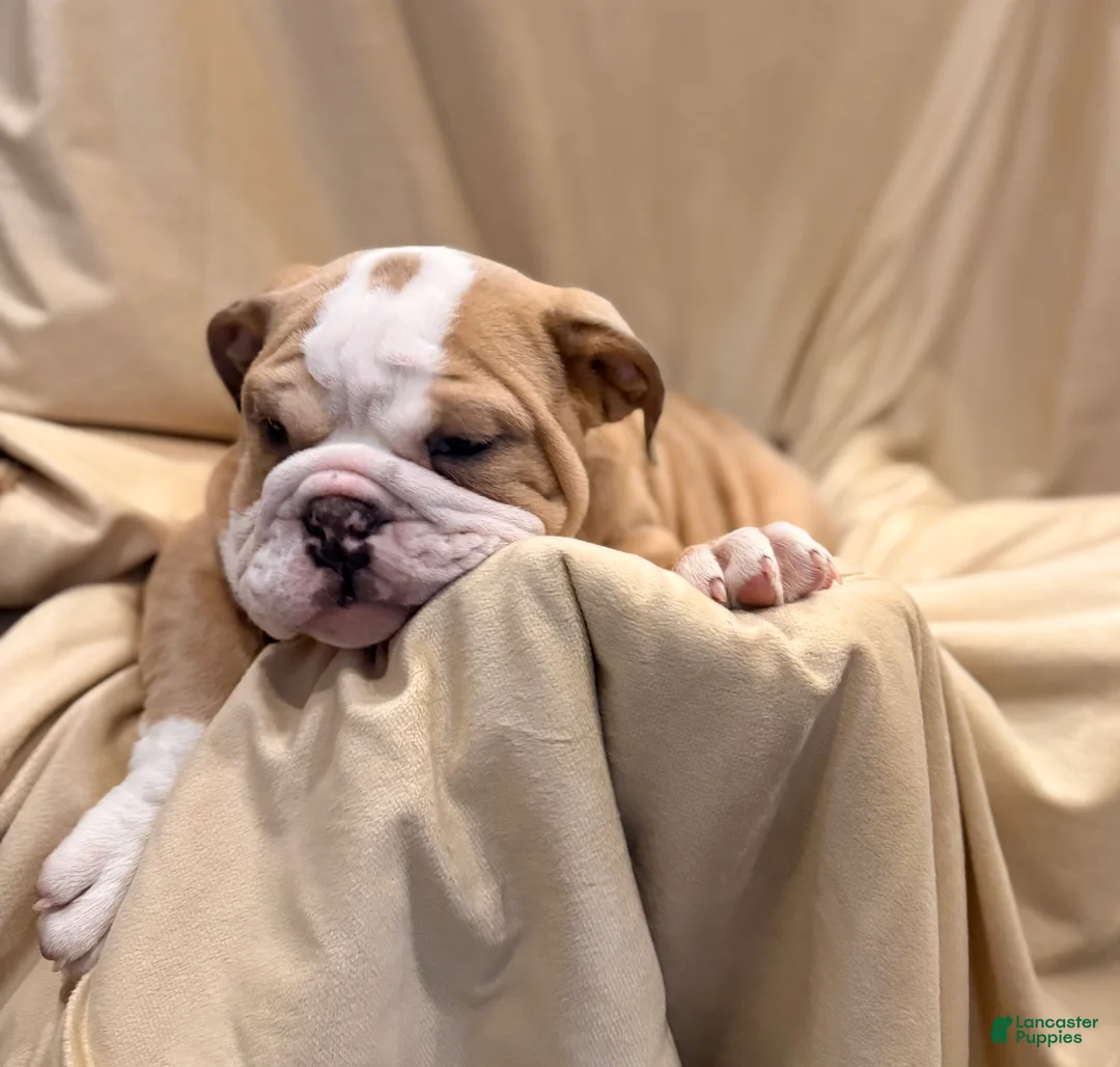 English Bulldog dogs for sale: Faith - Ad 11