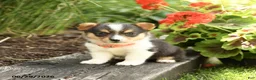 Welsh Corgi Pembroke dogs for sale: Pepper - Ad 4