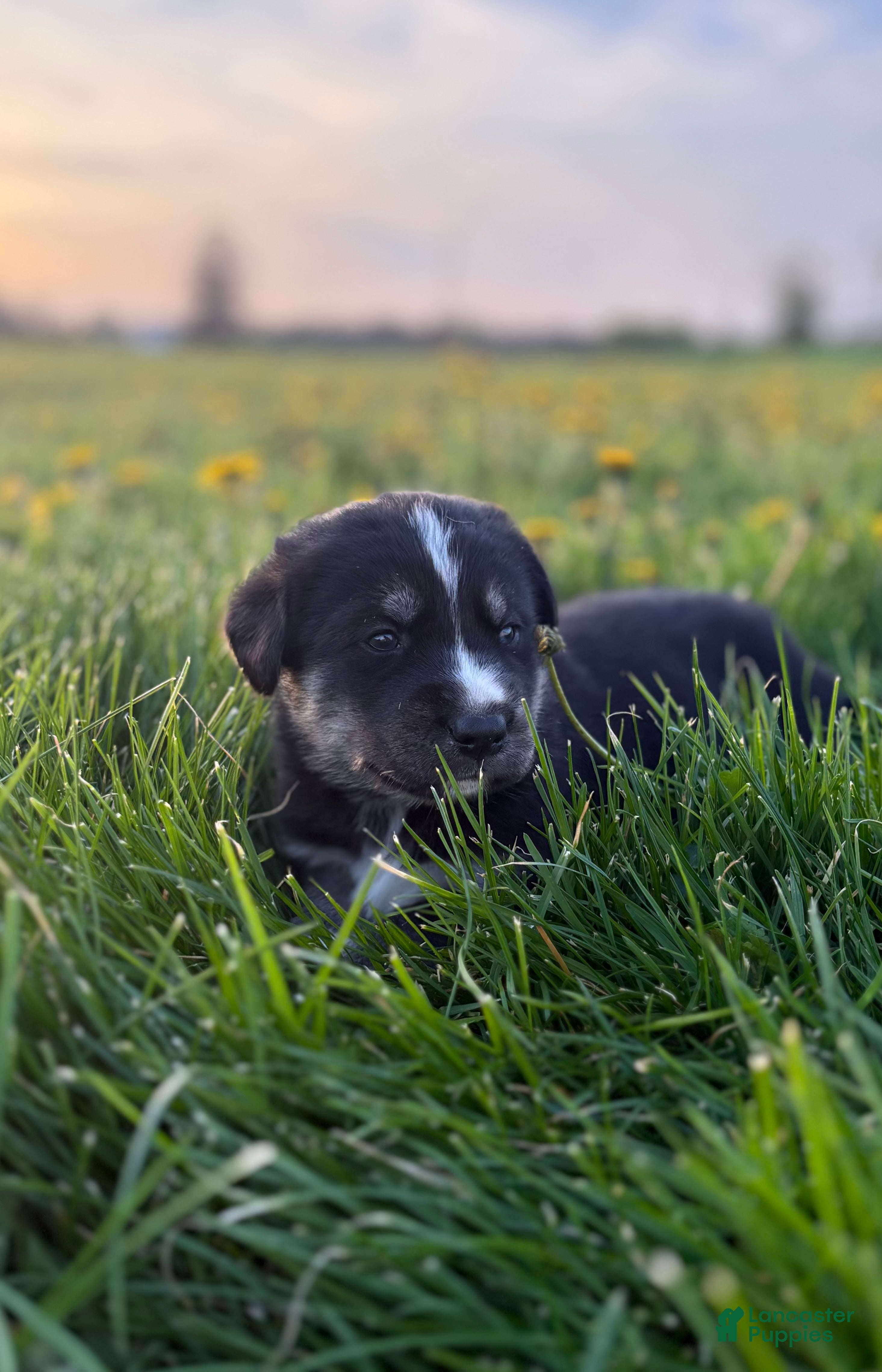 Goberian dogs Huxley - Ad 2