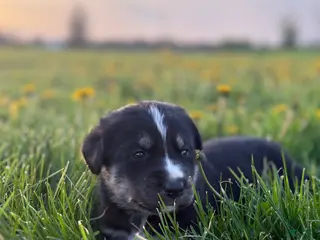 Goberian dogs Huxley - Ad 13