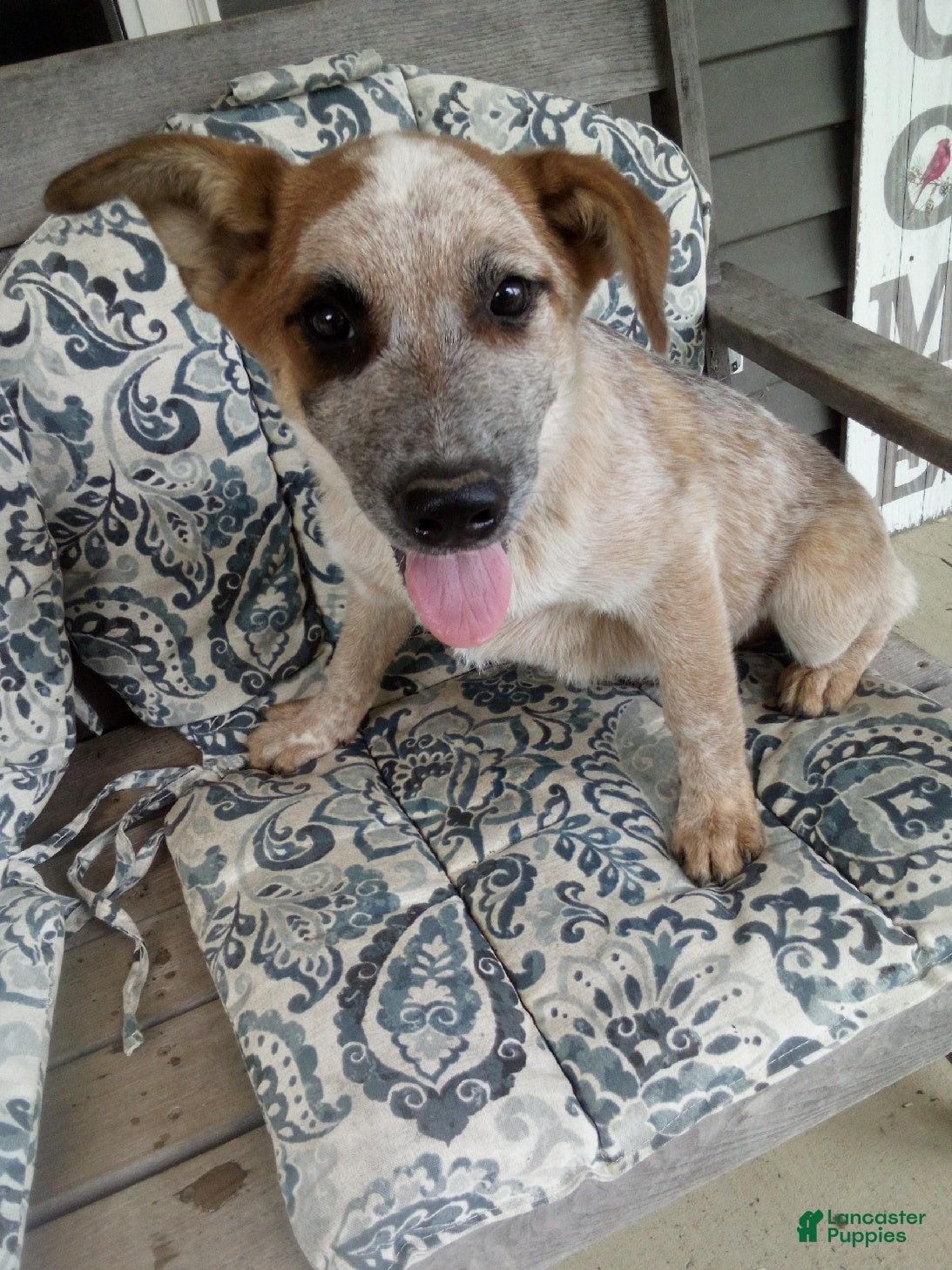 Australian Cattle Dog dogs Randy - Ad 1