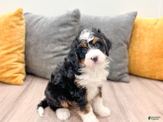 Mini Bernedoodle dogs Katie - Ad 11