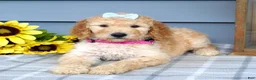Standard Poodle dogs for sale: Maddie - Ad 5