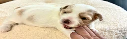 Shih Tzu dogs for sale: Shih Tzu 1 - Ad 3