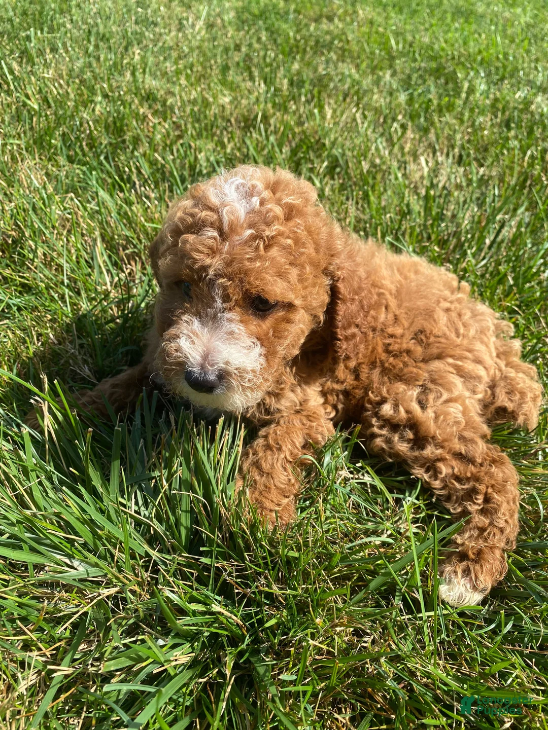 Miniature Poodle dogs for sale: Bob - Ad 11