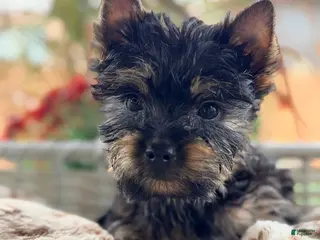 Yorkshire Terrier dogs Yorkshire Terrier 3 - Ad 5