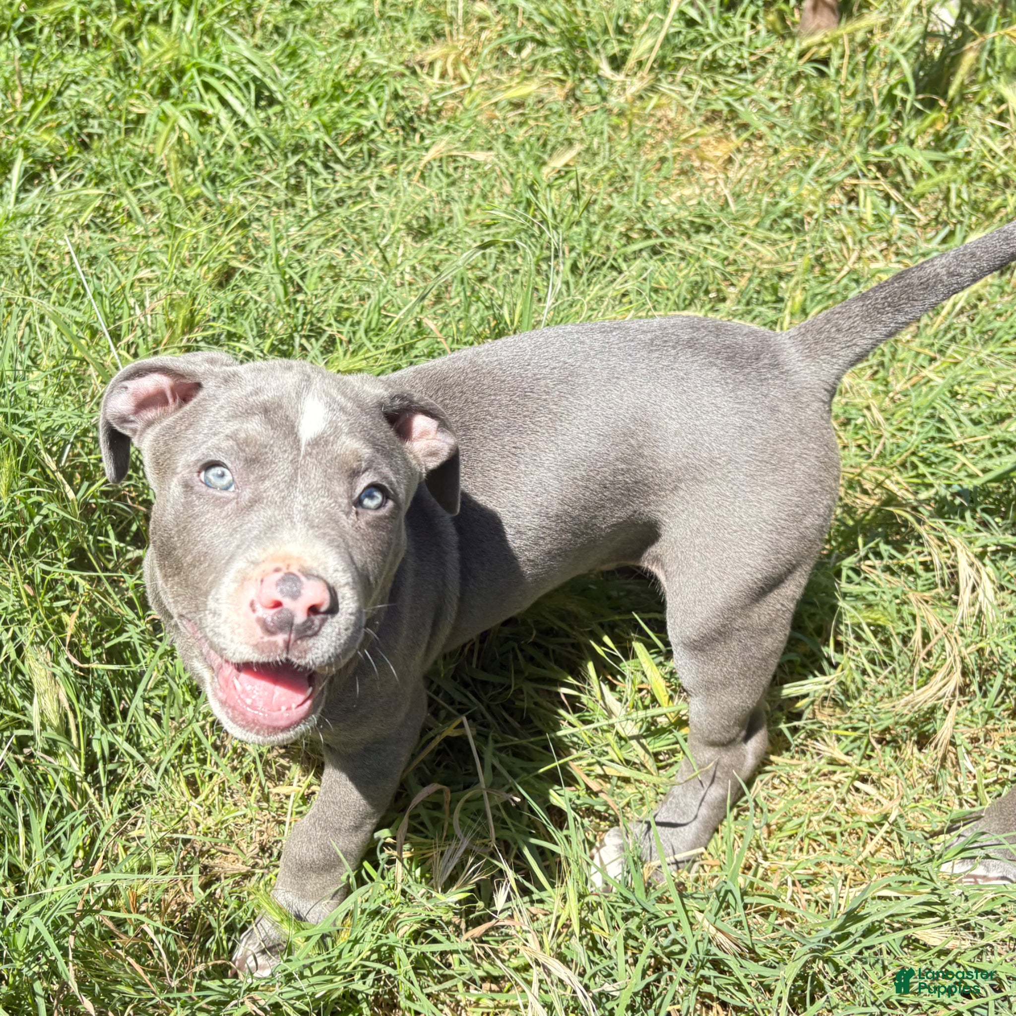 Mixed Breed dogs “Peter” - Ad 39