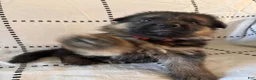 German Shepherd dogs for sale: Liv (Pink Collar) - Ad 5