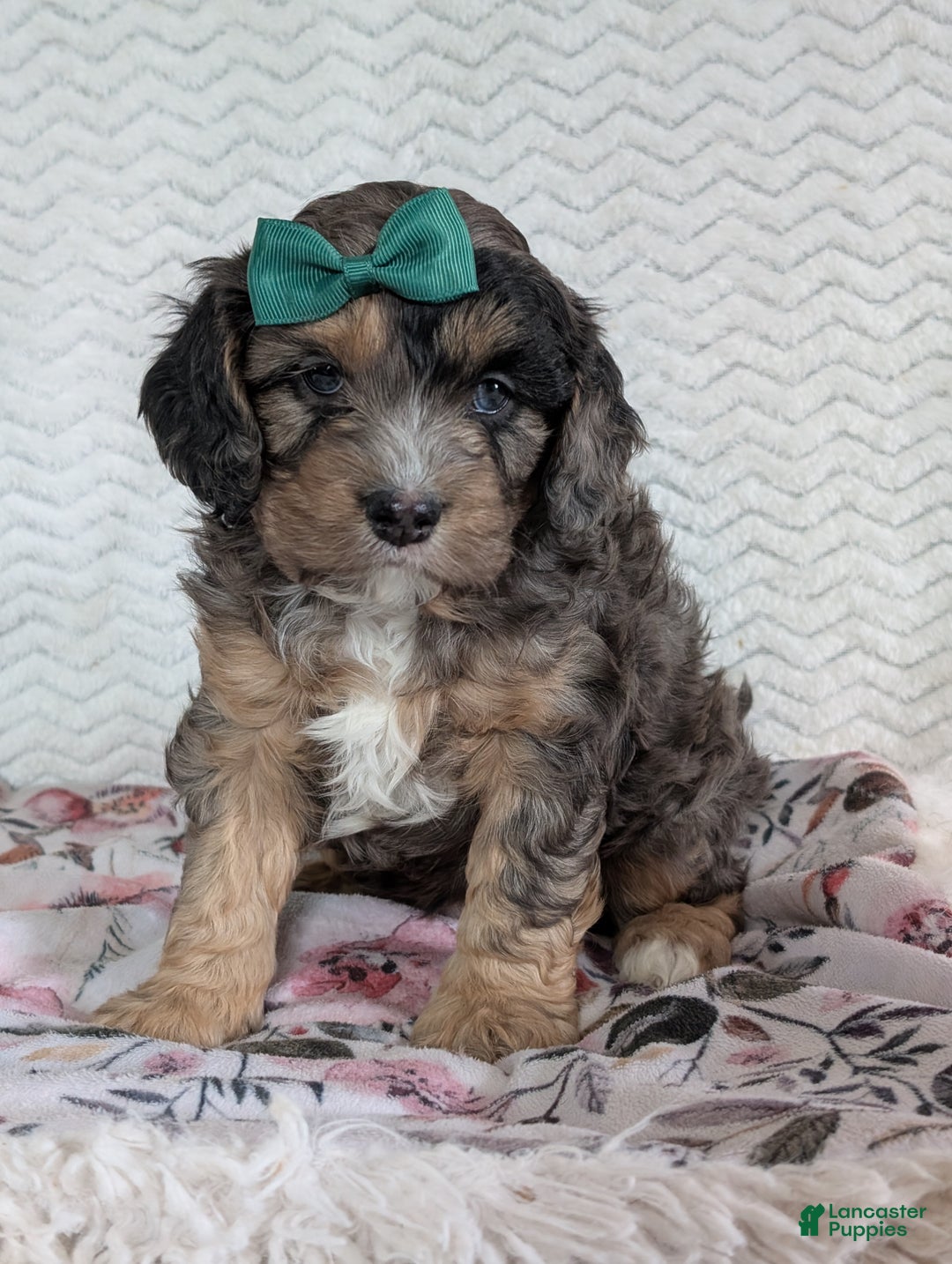 Cavapoo dogs for sale: Charlie  - Ad 20