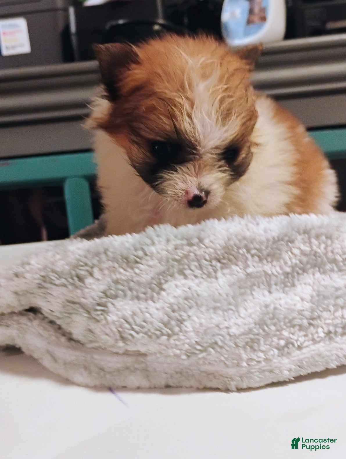 Pomeranian dogs Maverick - Ad 9